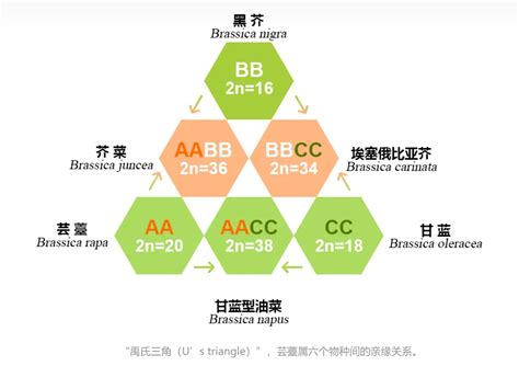 共性分析|两个物种之间的共线性分析（详细攻略）